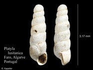 Platyla lusitanica