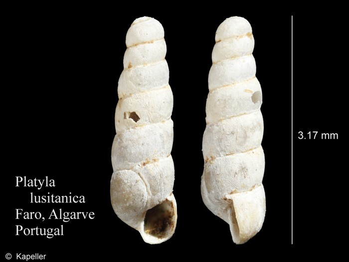 Platyla lusitanica Platyla lusitanica