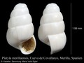 Mollusca (molluscs)