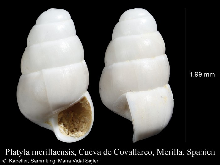 Platyla merillaensis Platyla merillaensis