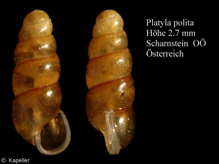 Platyla polita Platyla polita