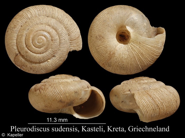 Pleurodiscus sudensis