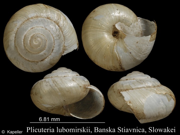 Plicuteria lubomirskii