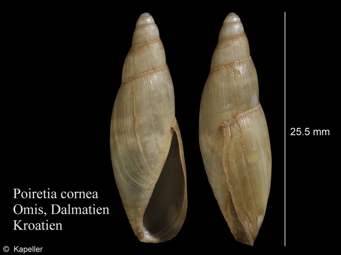 Poiretia cornea