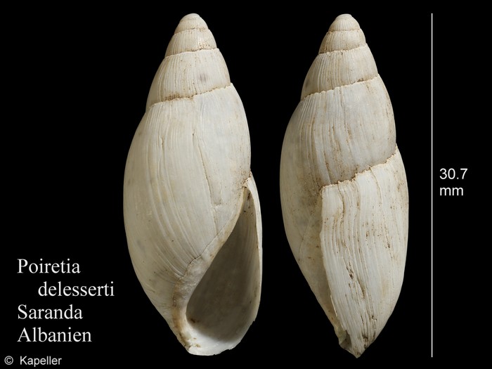 Poiretia delesserti Poiretia delesserti