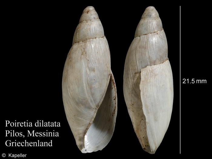 Poiretia dilatata Poiretia dilatata
