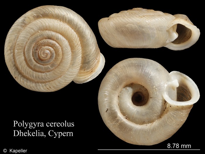 Polygyra cereolus Polygyra cereolus