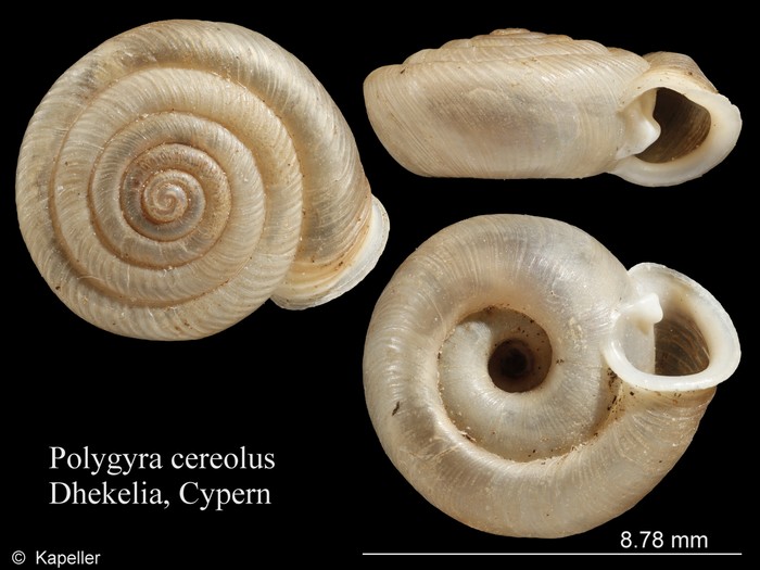 Polygyra cereolus