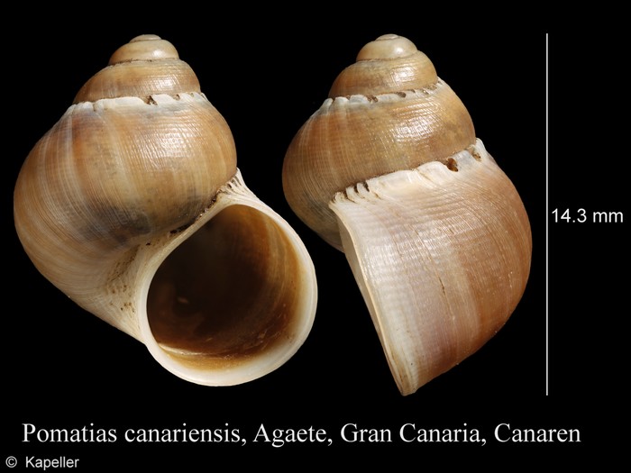 Pomatias canariensis Pomatias canariensis