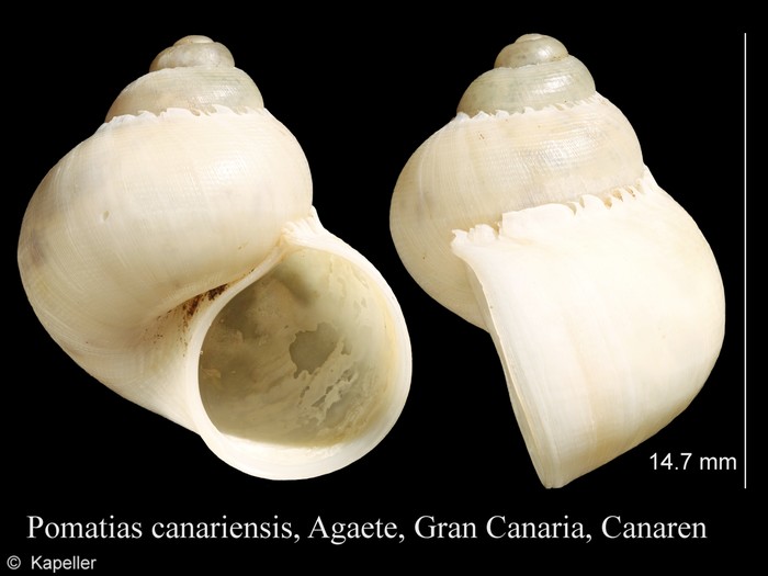 Pomatias canariensis Pomatias canariensis