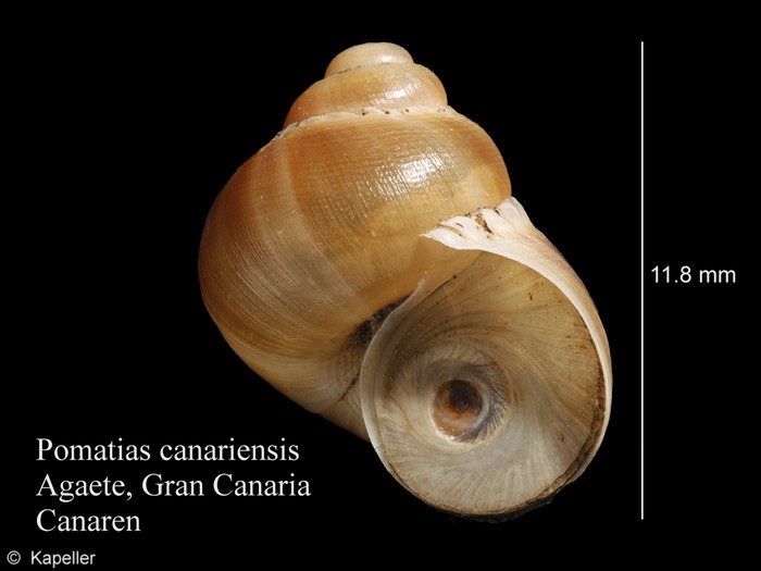 Pomatias canariensis