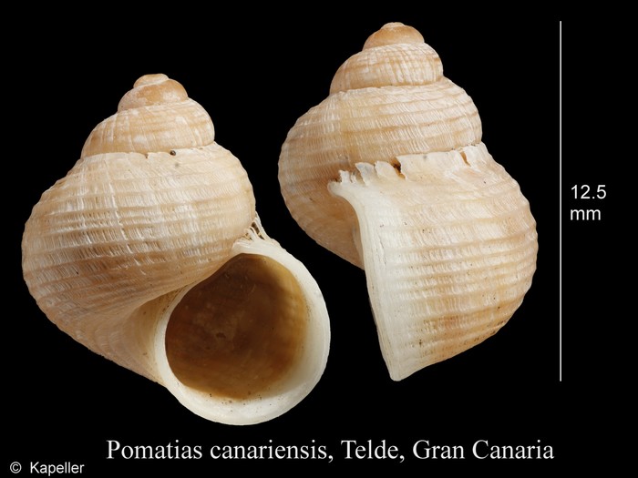 Pomatias canariensis