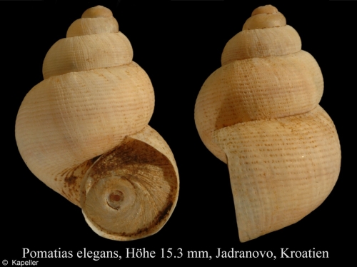 Pomatias elegans