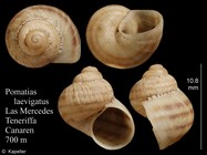 Pomatias laevigatus