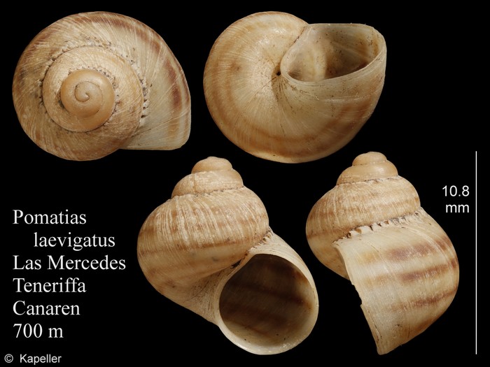 Pomatias laevigatus Pomatias laevigatus