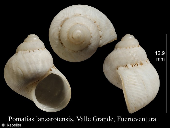 Pomatias lanzarotensis Pomatias lanzarotensis