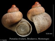 Pomatias rivularis