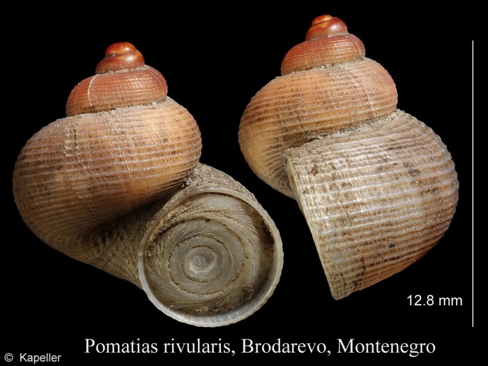 Pomatias rivularis Pomatias rivularis