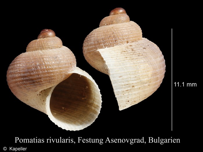 Pomatias rivularis