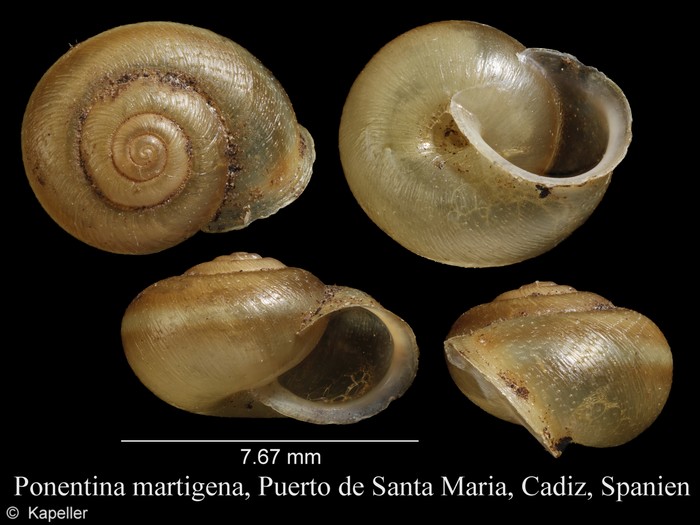 Ponentina martigena Ponentina martigena