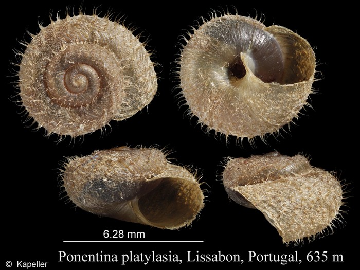 Ponentina platylasia Ponentina platylasia