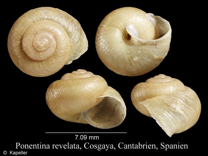 Ponentina revelata Ponentina revelata