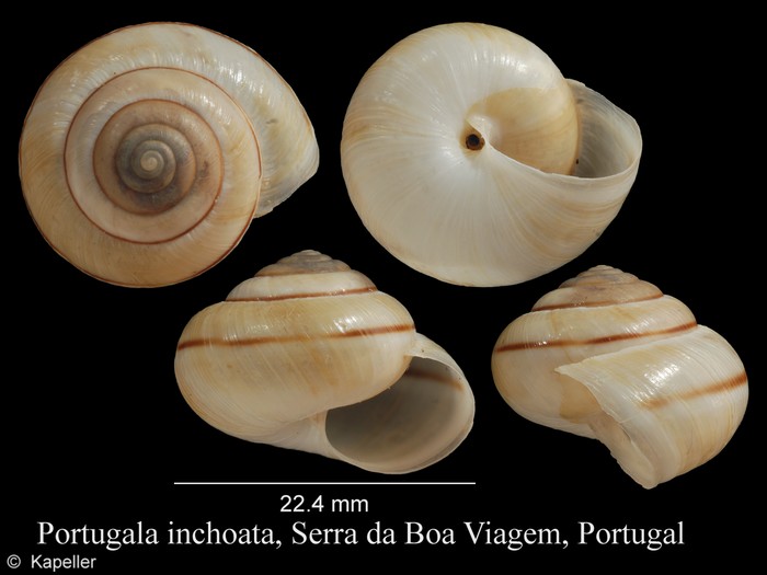 Portugala inchoata