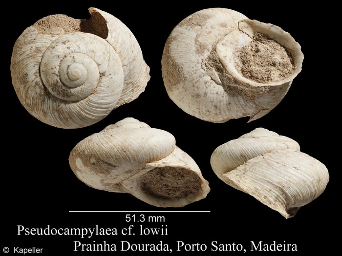 Pseudocampylaea lowii