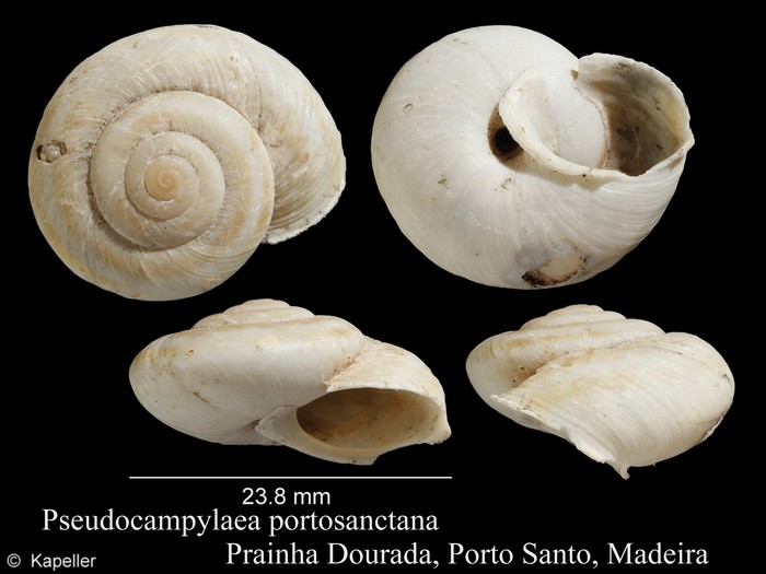 Pseudocampylaea portosanctanae Pseudocampylaea portosanctanae