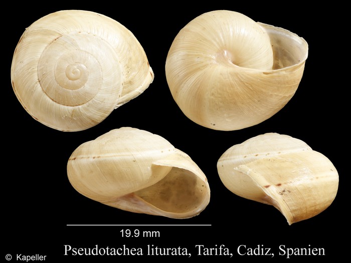 Pseudotachea liturata