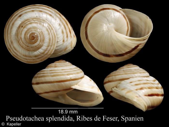 Pseudotachea splendida