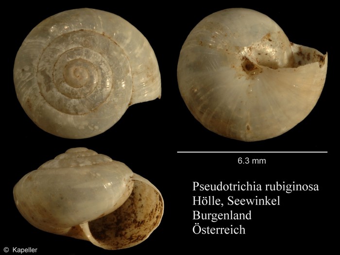 Pseudotrichia rubiginosa Pseudotrichia rubiginosa