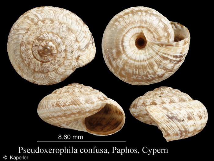 Pseudoxerophila confusa Pseudoxerophila confusa