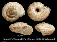 Pseudoxerophila oertzeni