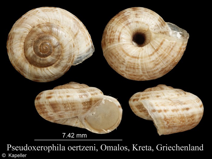 Pseudoxerophila oertzeni