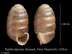 Pupilla alpicola