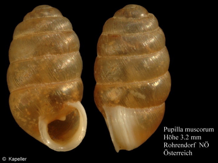 Pupilla muscorum