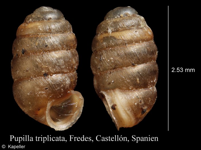 Pupilla triplicata Pupilla triplicata