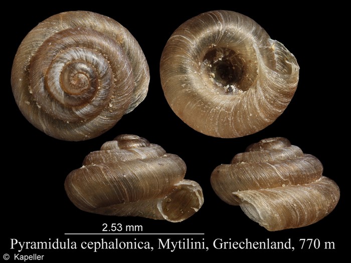 Pyramidula cephalonica Pyramidula cephalonica
