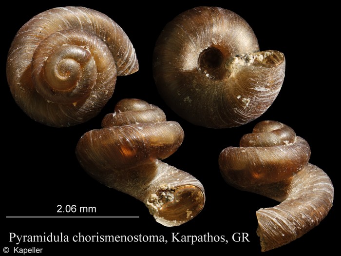 Pyramidula chorismenostoma Pyramidula chorismenostoma