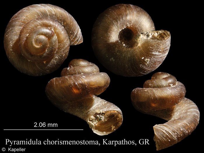 Pyramidula chorismenostoma