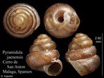 Pyramidula jaenensis