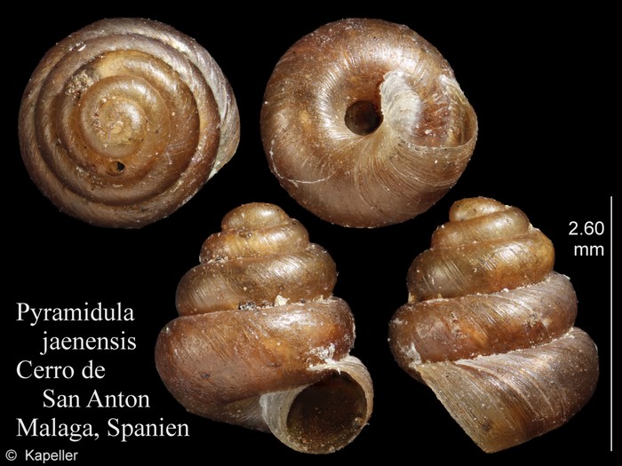 Pyramidula jaenensis Pyramidula jaenensis