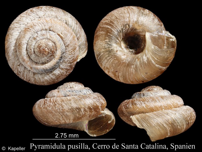 Pyramidula pusilla Pyramidula pusilla