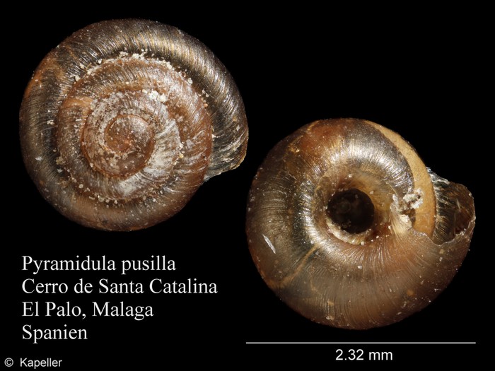 Pyramidula pusilla Pyramidula pusilla
