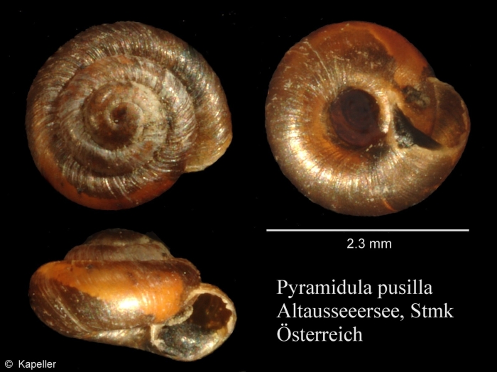 Pyramidula pusilla Pyramidula pusilla
