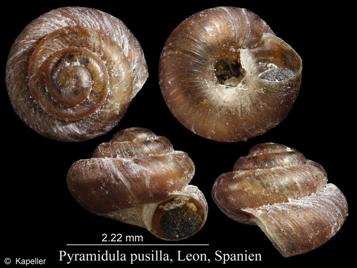 Pyramidula pusilla