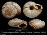 Pyrenaearia cantabrica