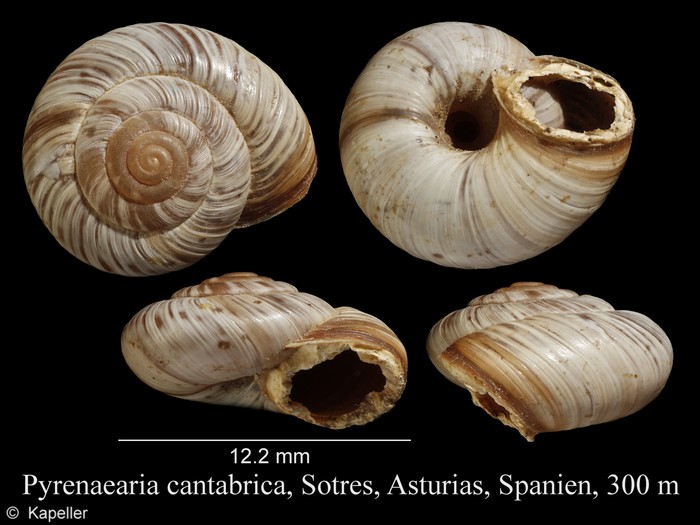 Pyrenaearia cantabrica Pyrenaearia cantabrica