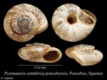 Pyrenaearia cantabrica poncebensis